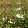 Pictures by Paddy Uglow and Amanda Headley-White